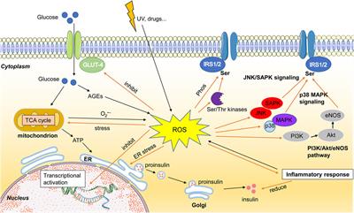 Oxidative RNA Damage in the Pathogenesis and Treatment of Type 2 Diabetes